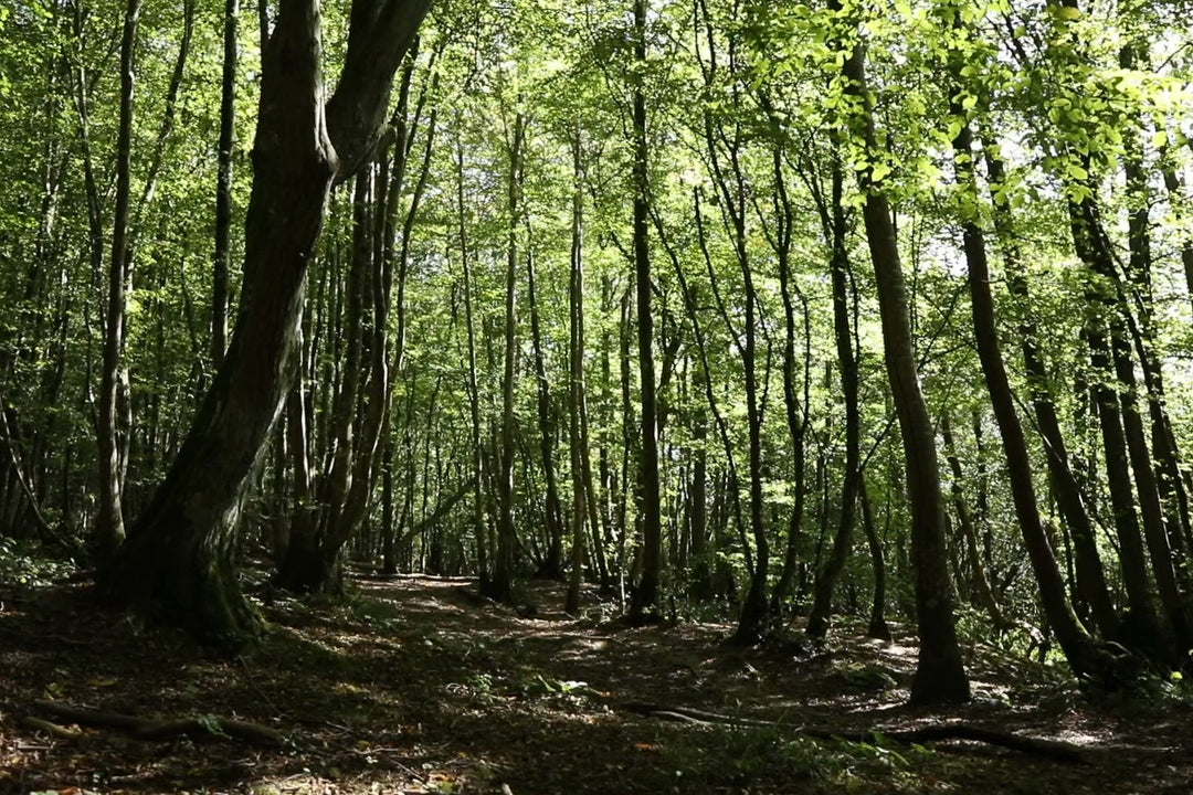 10 minute Breathing Exercise - Calm