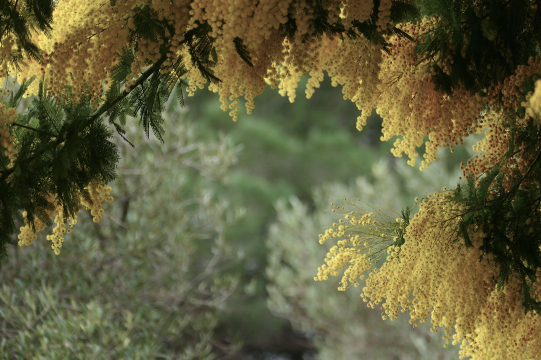Spring, Hope and Hortosa
